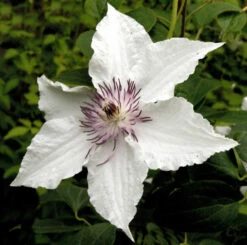 Waldrebe Gladya Picard 60-80cm - Clematis
