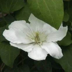 Waldrebe Guernsey Cream 40-60cm - Clematis