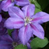 Waldrebe Mrs Nelly Thompson 40-60cm - Clematis 2 Waldrebe Mrs Nelly Thompson 40-60cm - Clematis -NR-01 Verkäufe Clematis Mrs NellyThompson