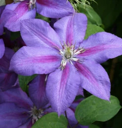 Waldrebe Mrs Nelly Thompson 40-60cm - Clematis