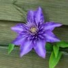 Waldrebe Multi Blue 100-125cm - Clematis 2 Waldrebe Multi Blue 100-125cm - Clematis -NR-01 Verkäufe Clematis Multi Blue BLWS015825