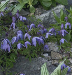 Alpen Waldrebe 60-80cm - Clematis Alpina