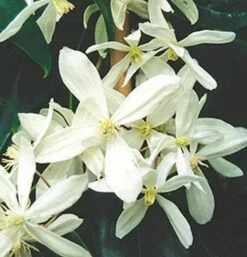 Immergrüne Duft Waldrebe 60-80cm - Clematis Armandii