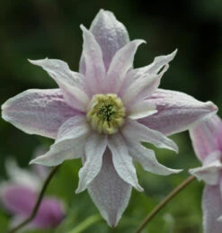 Frühe Alpen Waldrebe Rosy O Grady 60-80cm - Clematis Macropetala
