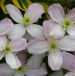 Berg Waldrebe Rubens 80-100cm - Clematis Montana