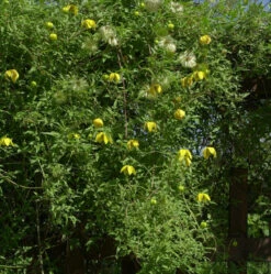 Englische Waldrebe Orange Peel 60-80cm - Clematis Texensis