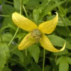Gold Waldrebe Golden Harvest 60-80cm - Clematis Tangutica