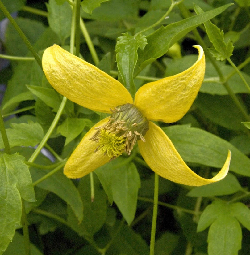 Gold Waldrebe Golden Harvest 60-80cm - Clematis Tangutica 3 Gold Waldrebe Golden Harvest 60-80cm - Clematis Tangutica