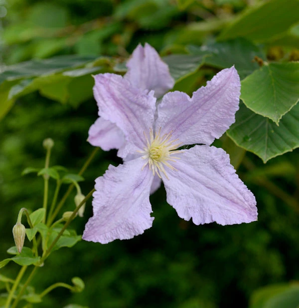 Robuste Waldrebe Blekitny Aniol - Blue Angel 100-125cm - Clematis 3 Robuste Waldrebe Blekitny Aniol - Blue Angel 100-125cm - Clematis