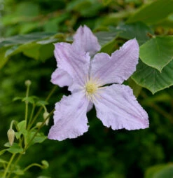 Robuste Waldrebe Blekitny Aniol - Blue Angel 60-80cm - Clematis