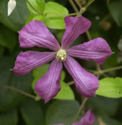 Robuste Waldrebe Kermesina 60-80cm - Clematis Viticella
