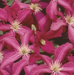 Robuste Waldrebe Madame Julia Correvon 100-125cm - Clematis Viticella
