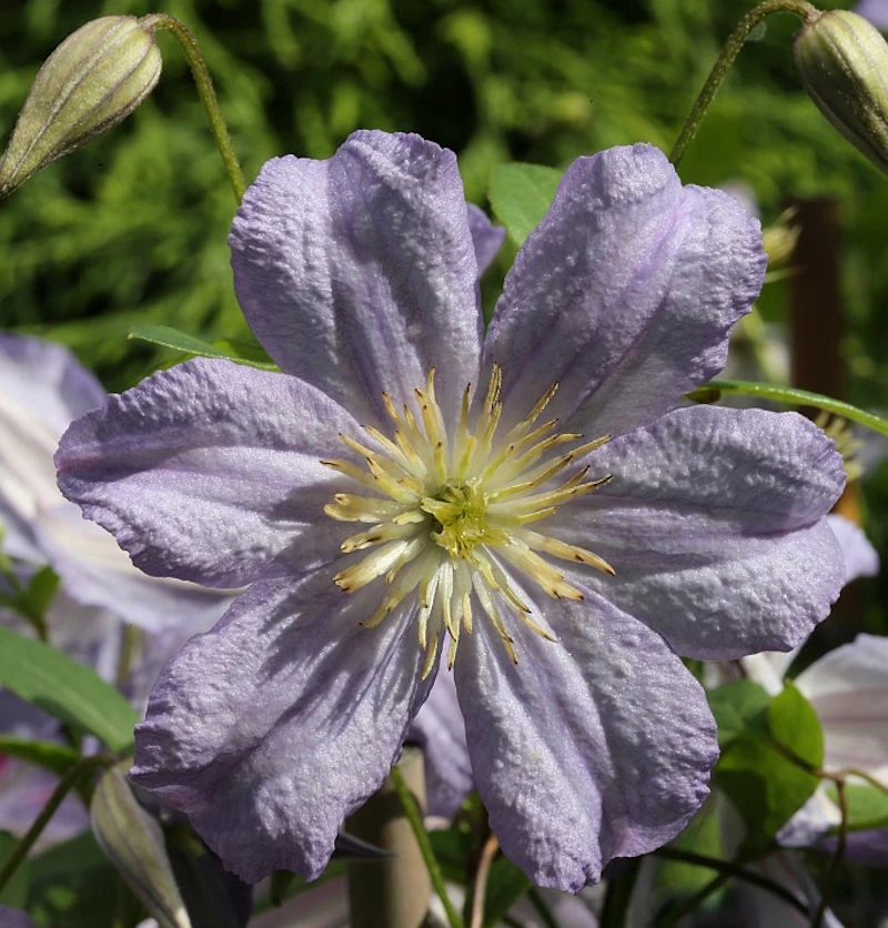 Robuste Waldrebe Prince Charles 100-125cm - Clematis Viticella 3 Robuste Waldrebe Prince Charles 100-125cm - Clematis Viticella