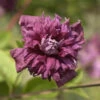 Robuste Waldrebe Purpurea Plena Elegans 60-80cm - Clematis Viticella -NR-01 Verkäufe Clematis viticella Purpurea Plena Elegans 1 1
