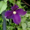 Robuste Waldrebe Viola 40-60cm - Clematis Viticella 1 Robuste Waldrebe Viola 40-60cm - Clematis Viticella -NR-01 Verkäufe Clematis viticellaViola