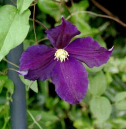 Robuste Waldrebe Viola 40-60cm - Clematis Viticella
