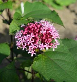 China Losbaum 80-100cm - Clerodendrum Bungei