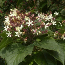 Japanischer Losbaum 100-125cm - Clerodendrum Trichotomum
