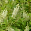 Silberkerzenstrauch Hummingbird 40-60cm - Clethra Alnifolia