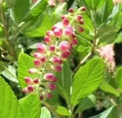 Hochstamm Silberkerzenstrauch Ruby Spice 80-100cm - Clethra Alnifolia