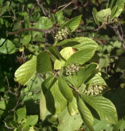Hochstamm Silberkerzenstrauch Pink Spire 80-100cm - Clethra Alnifolia