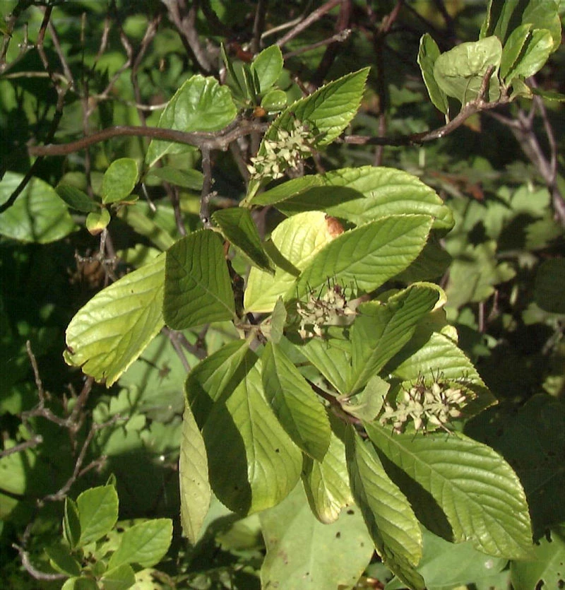 Silberkerzenstrauch Pink Spire 40-60cm - Clethra Alnifolia 3 Silberkerzenstrauch Pink Spire 40-60cm - Clethra Alnifolia