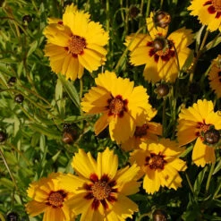 Mädchenauge Sterntaler - Coreopsis Lanceolata
