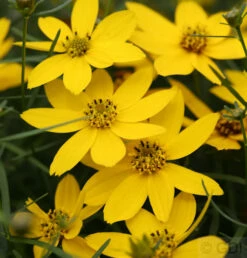 Mädchenauge Zagreb - Großer Topf - Coreopsis Verticillata