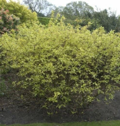 Gelbbunter Hartriegel 125-150cm - Cornus Alba
