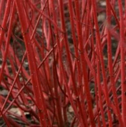 Sibirischer Hartriegel Baton Rouge 60-80cm - Baton