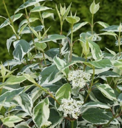 Weißbunter Hartriegel Ivory Halo 60-80cm - Cornus Alba