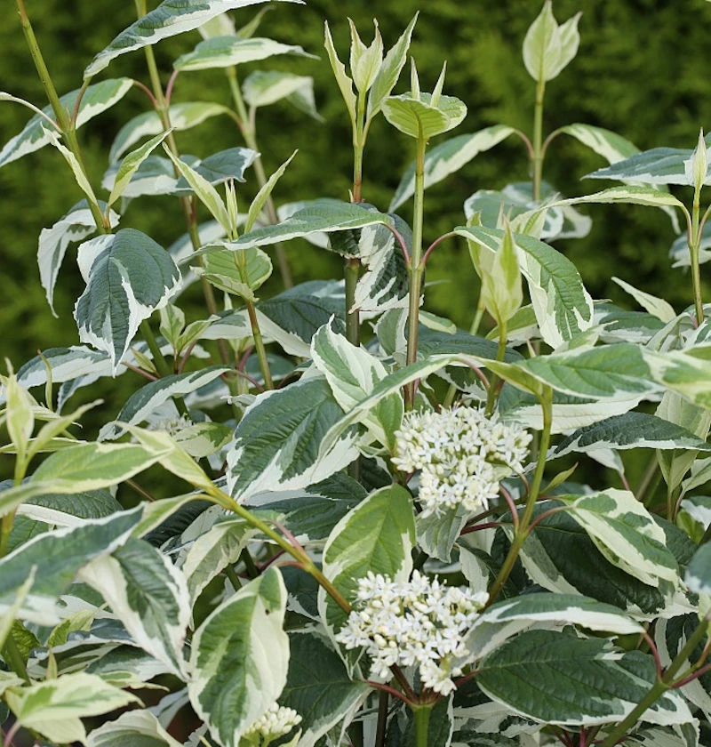 Weißbunter Hartriegel Ivory Halo 60-80cm - Cornus Alba 3 Weißbunter Hartriegel Ivory Halo 60-80cm - Cornus Alba
