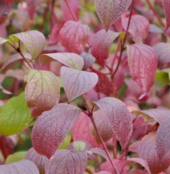 Sibirischer Hartriegel Siberian Pearls 40-60cm - Cornus Alba