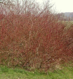 Weißbunter Sibirischer Hartriegel 100-125cm - Cornus Alba