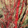 Purpur Hartriegel 80-100cm - Cornus Alba 1 Purpur Hartriegel 80-100cm - Cornus Alba -NR-01 Verkäufe Cornus alba Sibirica 1 1 1 1 1 1