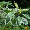 Weißbunter Hartriegel 40-60cm - Cornus Alba 2 Weißbunter Hartriegel 40-60cm - Cornus Alba -NR-01 Verkäufe Cornus albaElegantissima 2