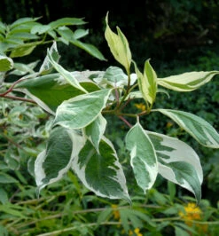 Weißbunter Hartriegel 40-60cm - Cornus Alba