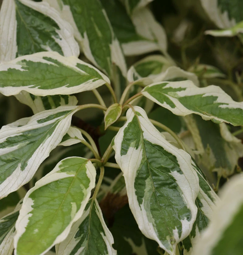 Weißbunter Pagoden Hartriegel 40-60cm - Cornus Controversa 3 Weißbunter Pagoden Hartriegel 40-60cm - Cornus Controversa