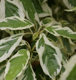 Weißbunter Pagoden Hartriegel 60-80cm - Cornus Controversa