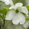 Amerikanischer Blumenhartriegel 60-80cm - Cornus Florida -NR-01 Verkäufe Cornus florida BLWS345400 2
