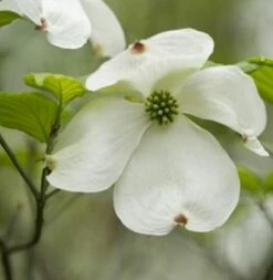 Amerikanischer Blumenhartriegel 60-80cm - Cornus Florida
