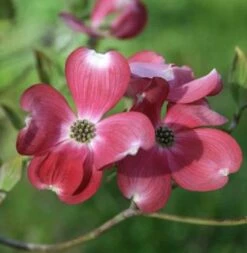 Amerikanischer Blumen Hartriegel Cherokee Princess 80-100cm - Cornus Florida