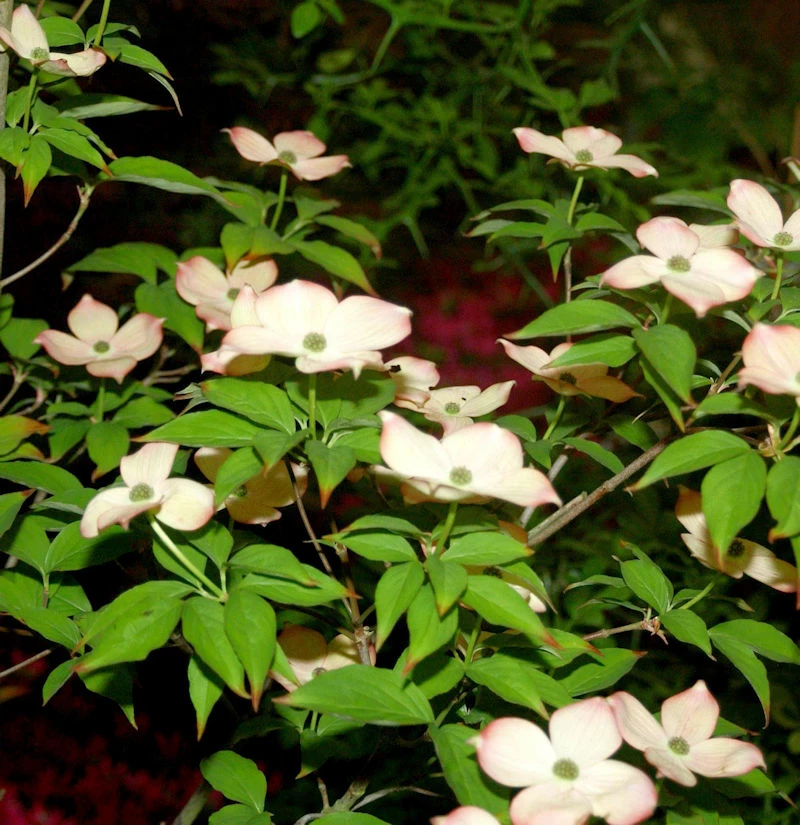 Hartriegel Blooming Pink Tetra 80-100cm - Cornus Kousa 3 Hartriegel Blooming Pink Tetra 80-100cm - Cornus Kousa