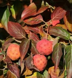 Japanischer Blumenhartriegel Cappucino 40-60cm - Cornus Kousa