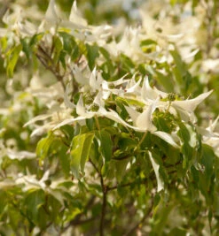 Japanischer Blumenhartriegel Couronne 80-100cm - Cornus Kousa