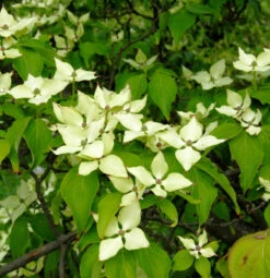 Chinesischer Blumen Hartriegel Nicole 40-60cm - Cornus Kousa