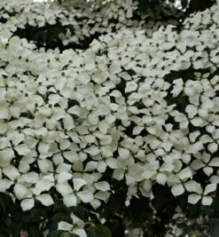 Chinesischer Blumen Hartriegel Wietings Select 100-125cm - Cornus Kousa