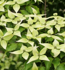 Japanischer Blumen Hartriegel Schmetterling 100-125cm - Cornus Kousa
