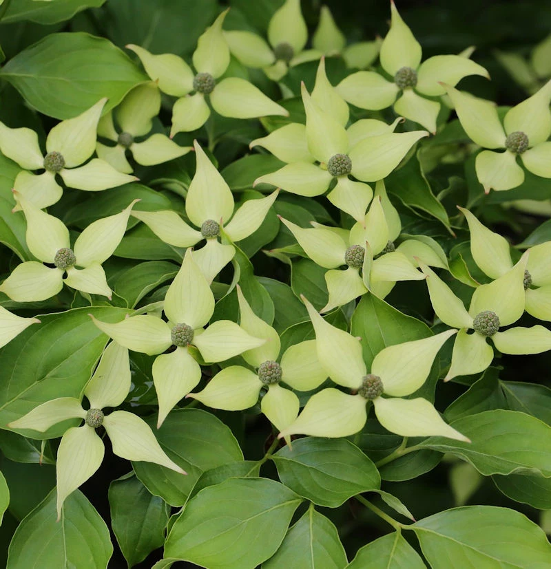 Chinesischer Blumenhartriegel 100-125cm - Cornus Kousa 3 Chinesischer Blumenhartriegel 100-125cm - Cornus Kousa
