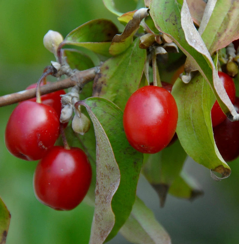 Kornelkirsche Kasanlaker 125-150cm - Cornus Mas 3 Kornelkirsche Kasanlaker 125-150cm - Cornus Mas
